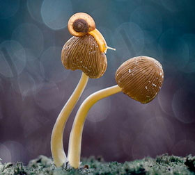 ddos攻击在哪能买到